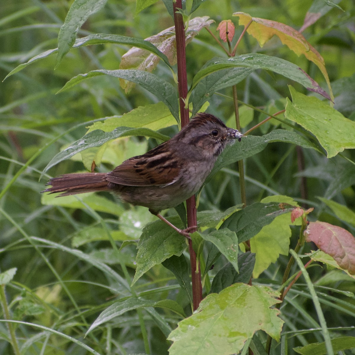 Swamp Sparrow - ML638723164