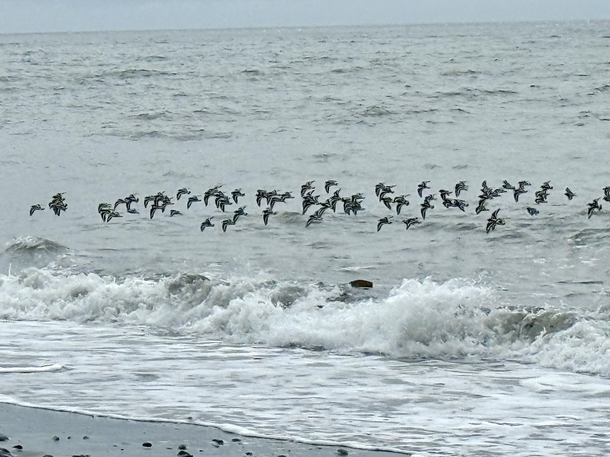 Black Turnstone - ML638723179