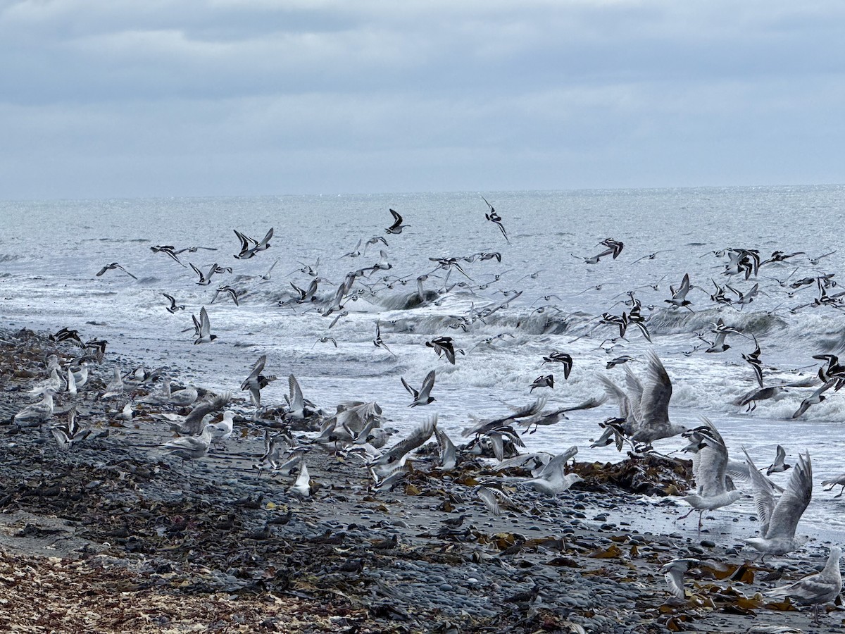 Black Turnstone - ML638723180