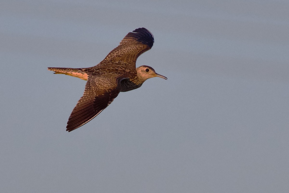 Upland Sandpiper - ML638723183