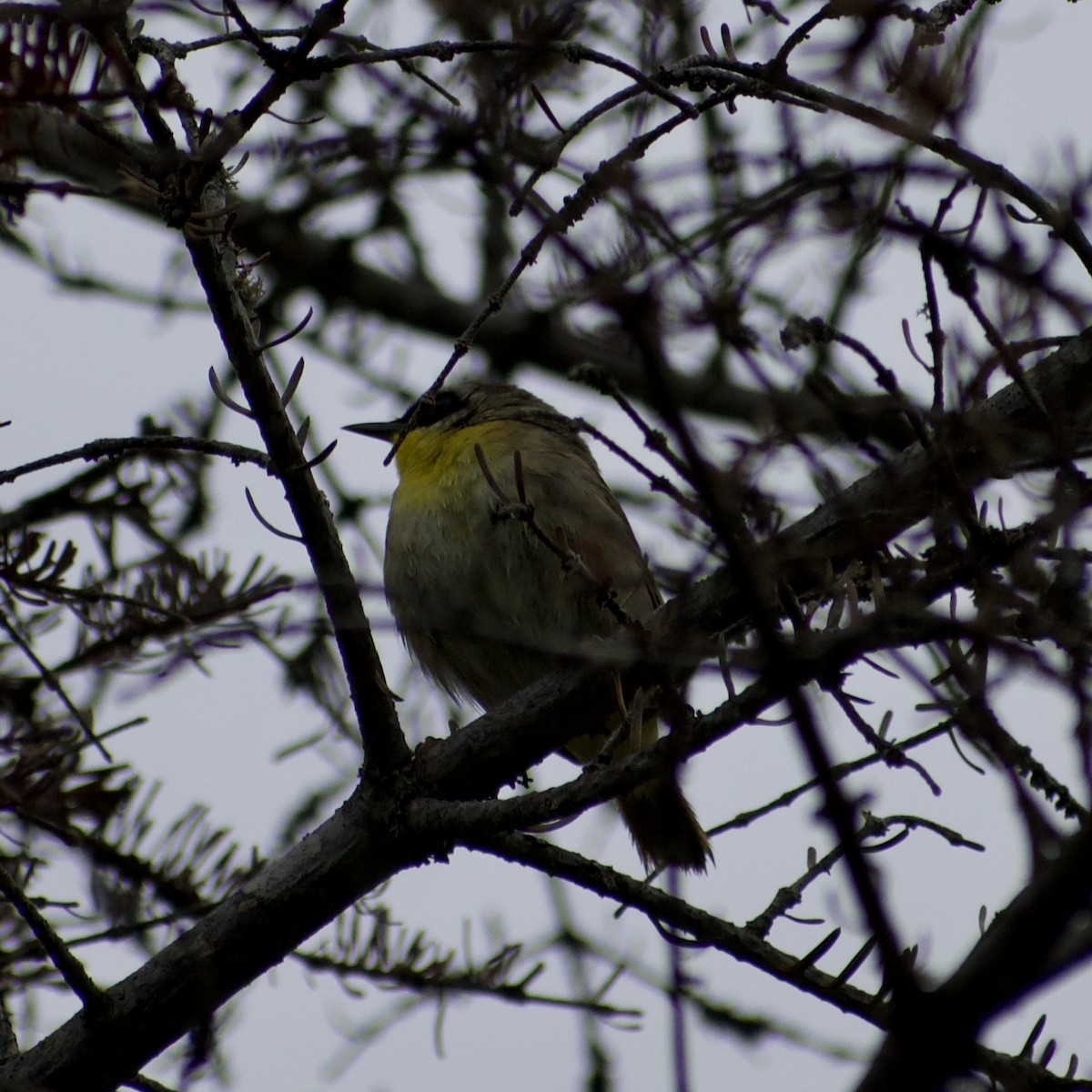 lesňáček žlutohrdlý - ML638723193