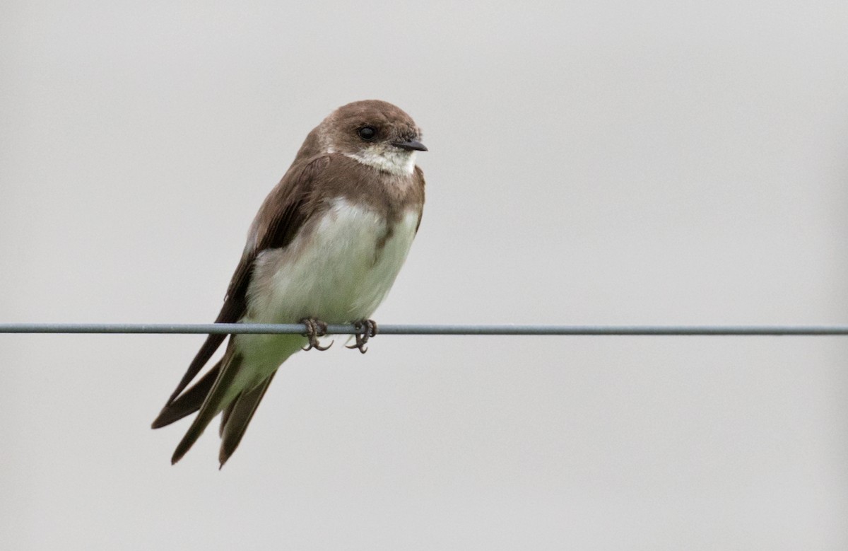 Bank Swallow - ML638723224