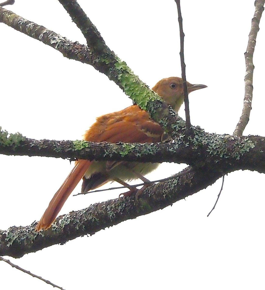 Brown Thrasher - ML638723230