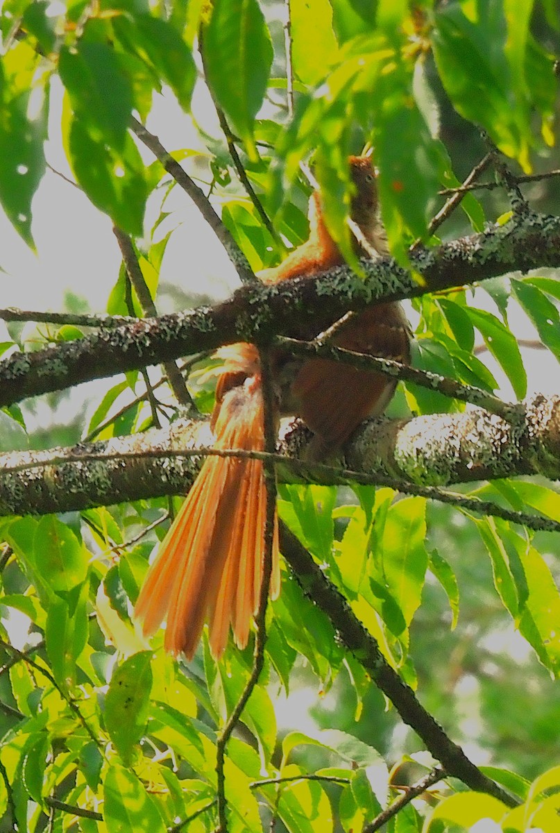 Brown Thrasher - ML638723231