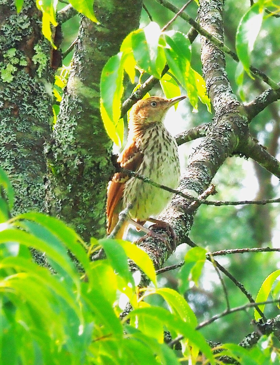 Brown Thrasher - ML638723232