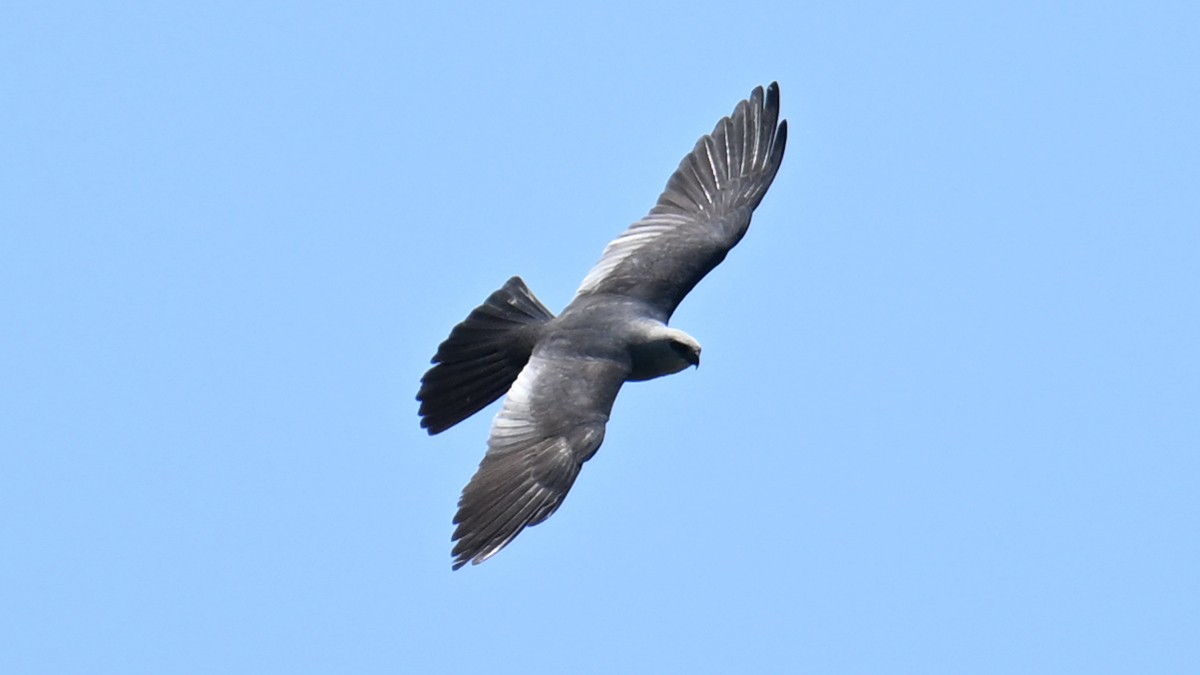 Mississippi Kite - ML638723255