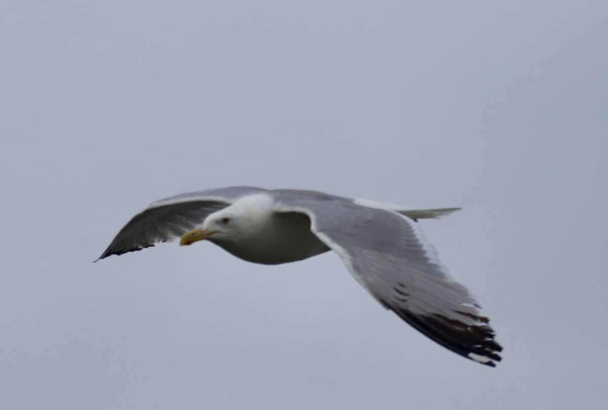 American Herring Gull - ML638723258