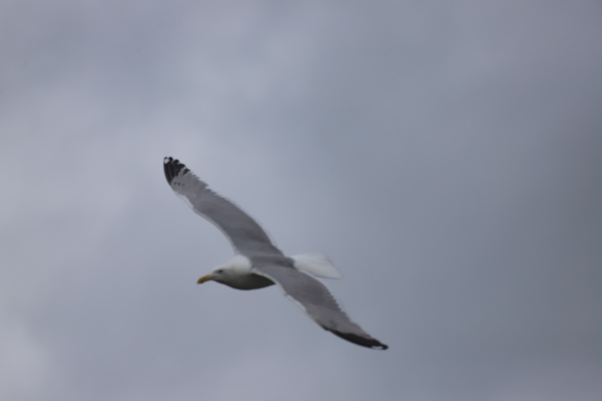 American Herring Gull - ML638723260