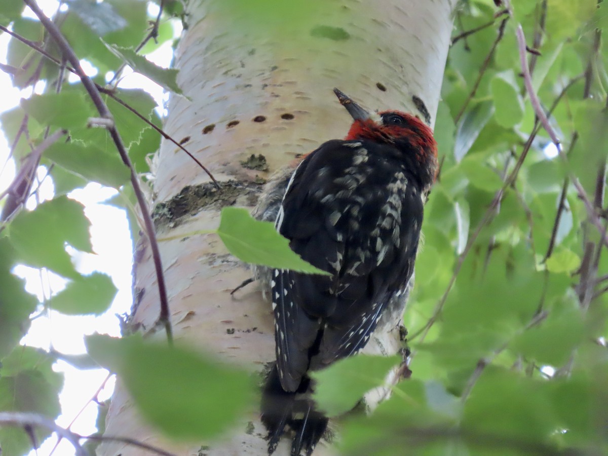 Red-breasted Sapsucker - ML638723261