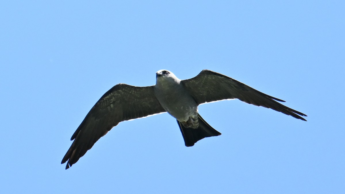 Mississippi Kite - ML638723262