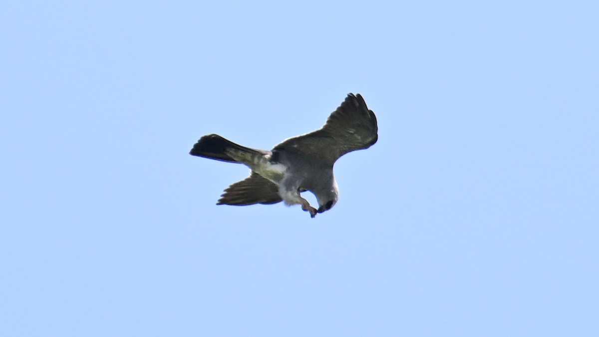 Mississippi Kite - ML638723267
