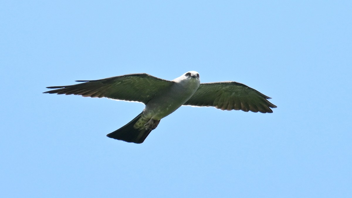 Mississippi Kite - ML638723271