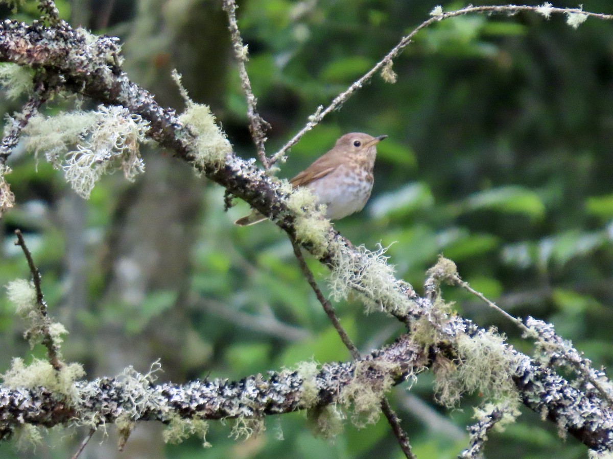Swainson's Thrush - ML638723278