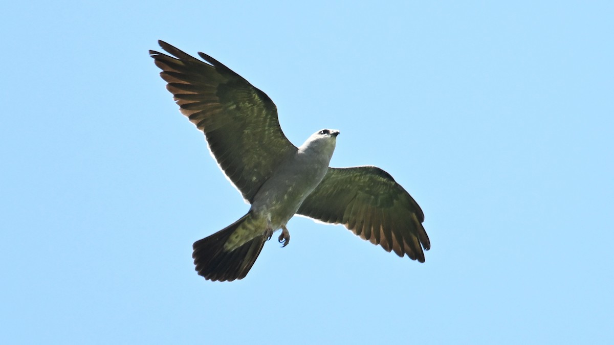Mississippi Kite - ML638723280