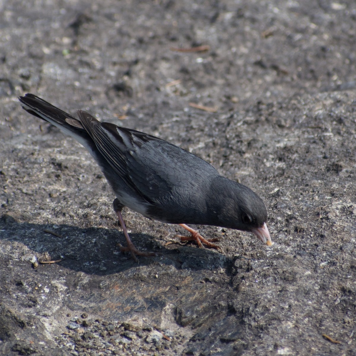 Dark-eyed Junco - ML638723289