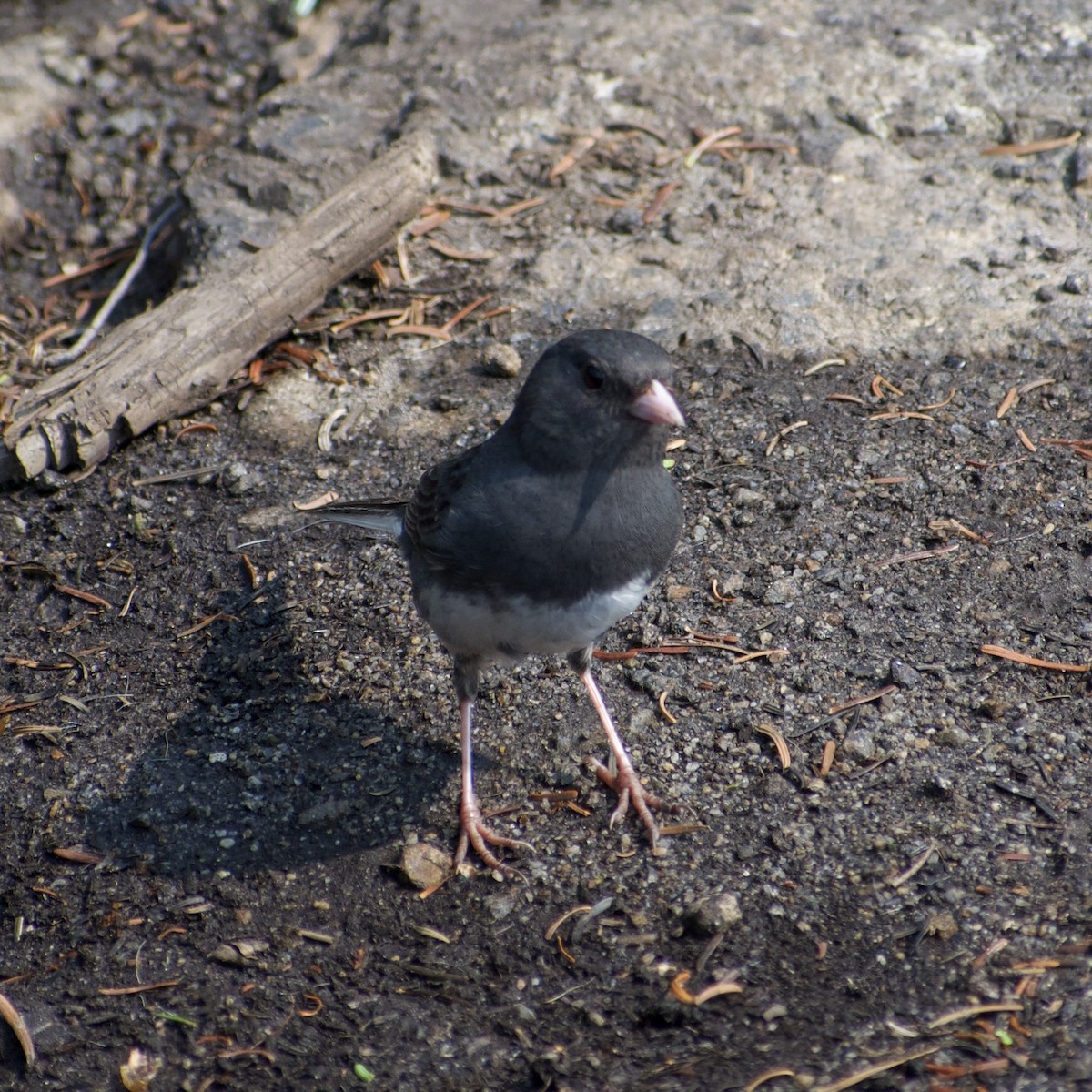 Dark-eyed Junco - ML638723290