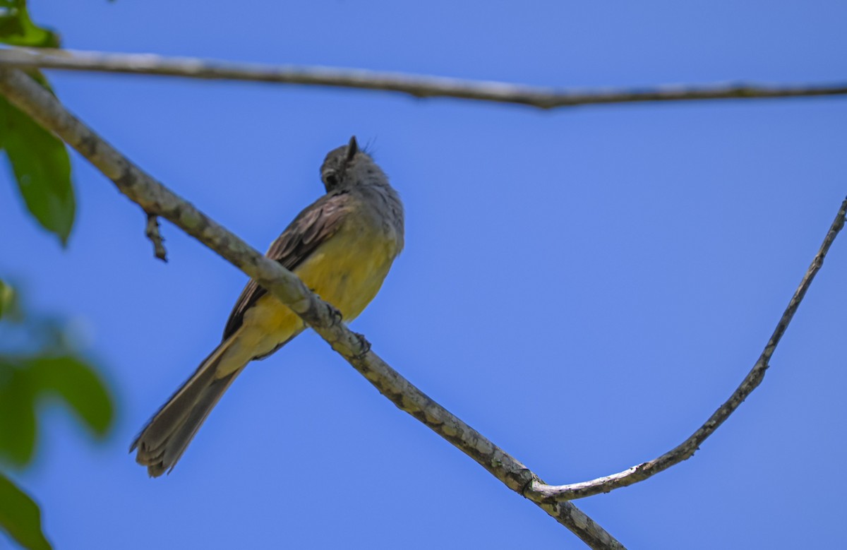 Pale-edged Flycatcher - ML638723297