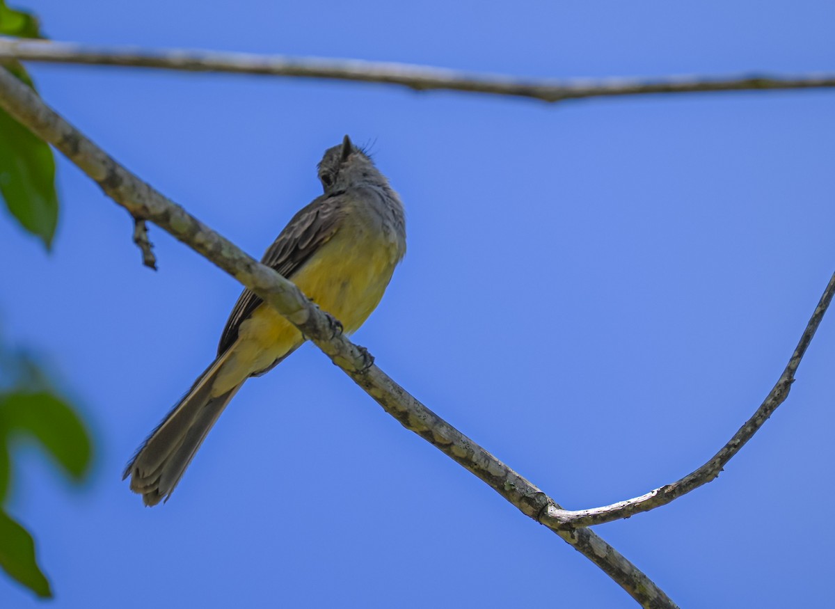 Pale-edged Flycatcher - ML638723298