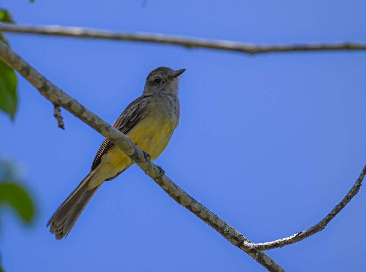 Pale-edged Flycatcher - ML638723299