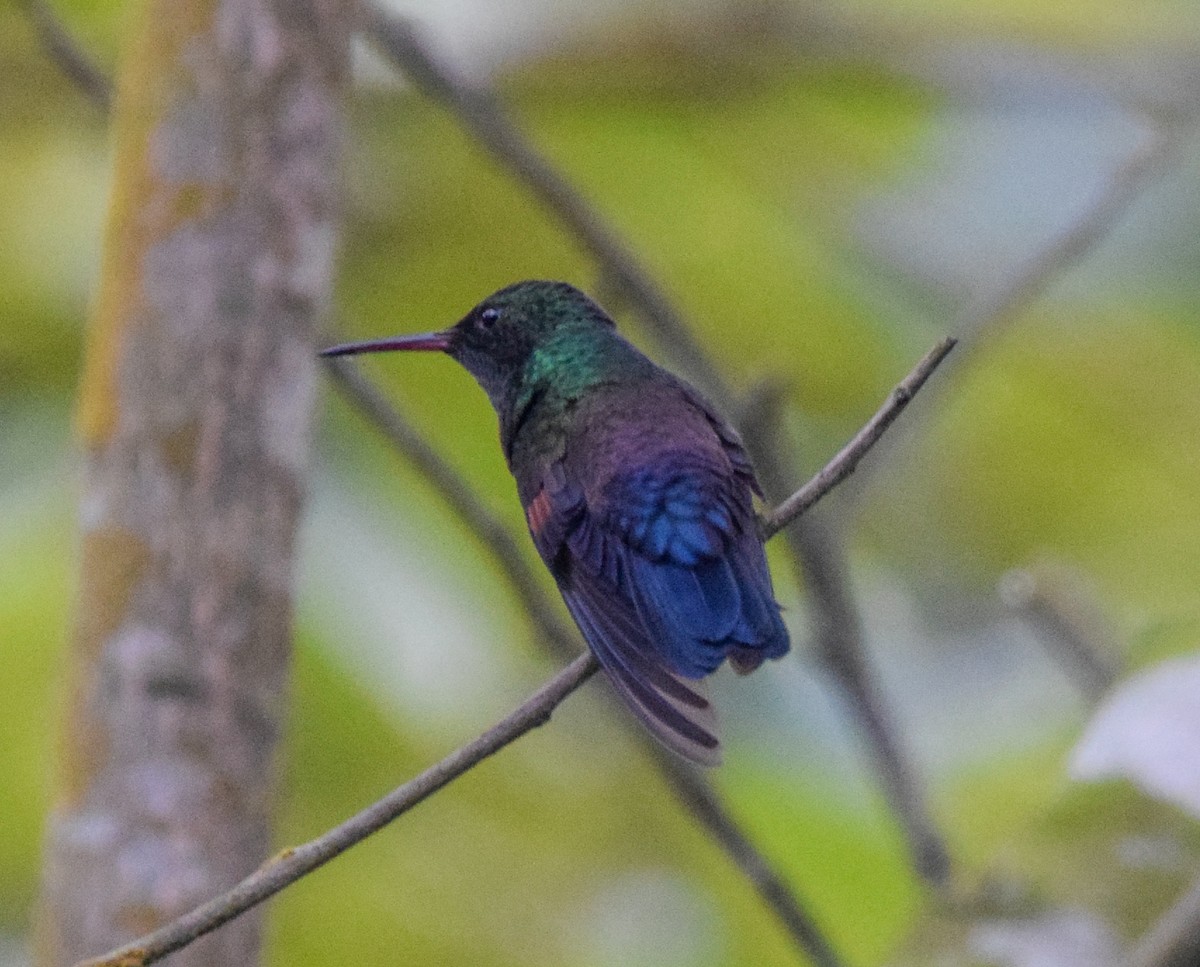 Blue-tailed Hummingbird - ML638723301