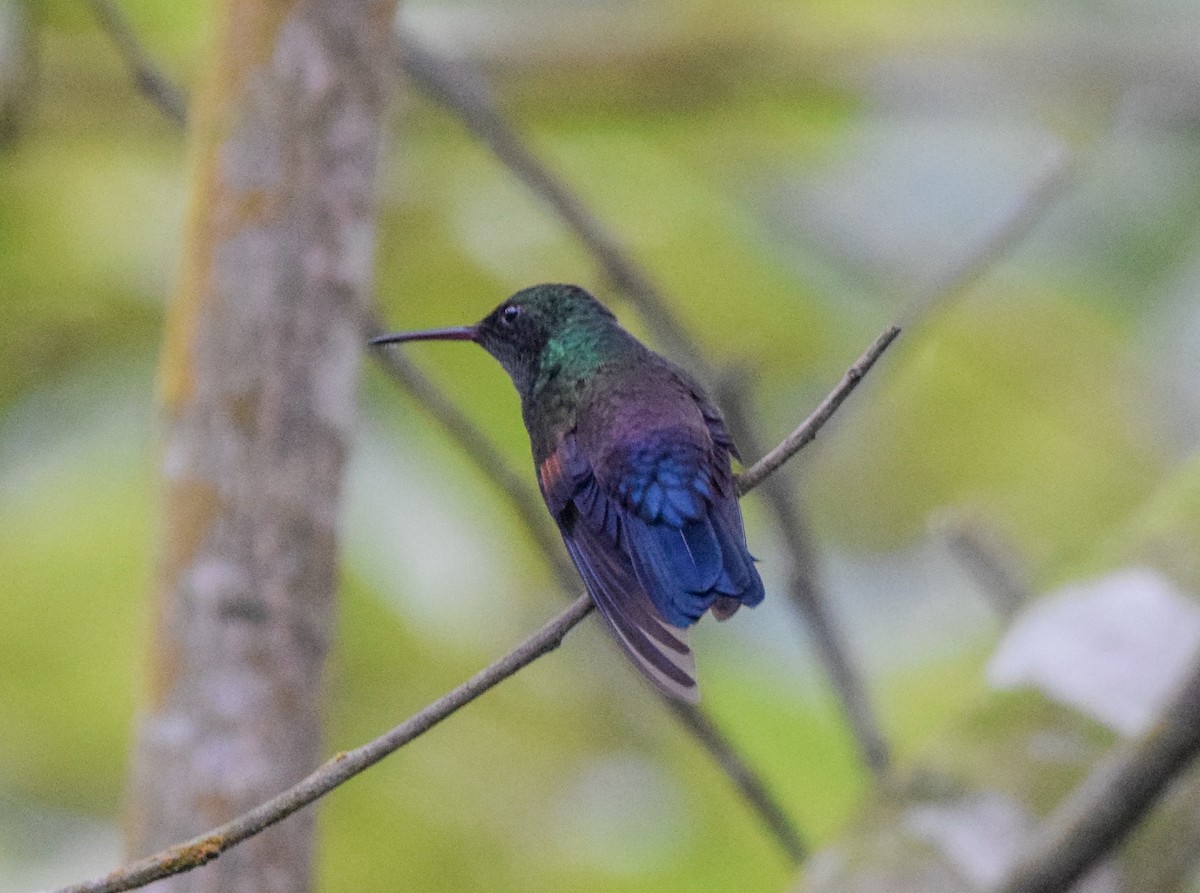 Blue-tailed Hummingbird - ML638723302
