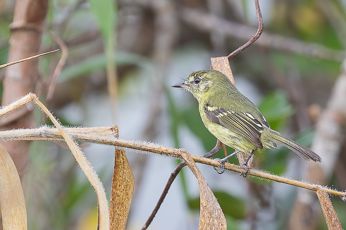 Restinga Tyrannulet - ML638723360