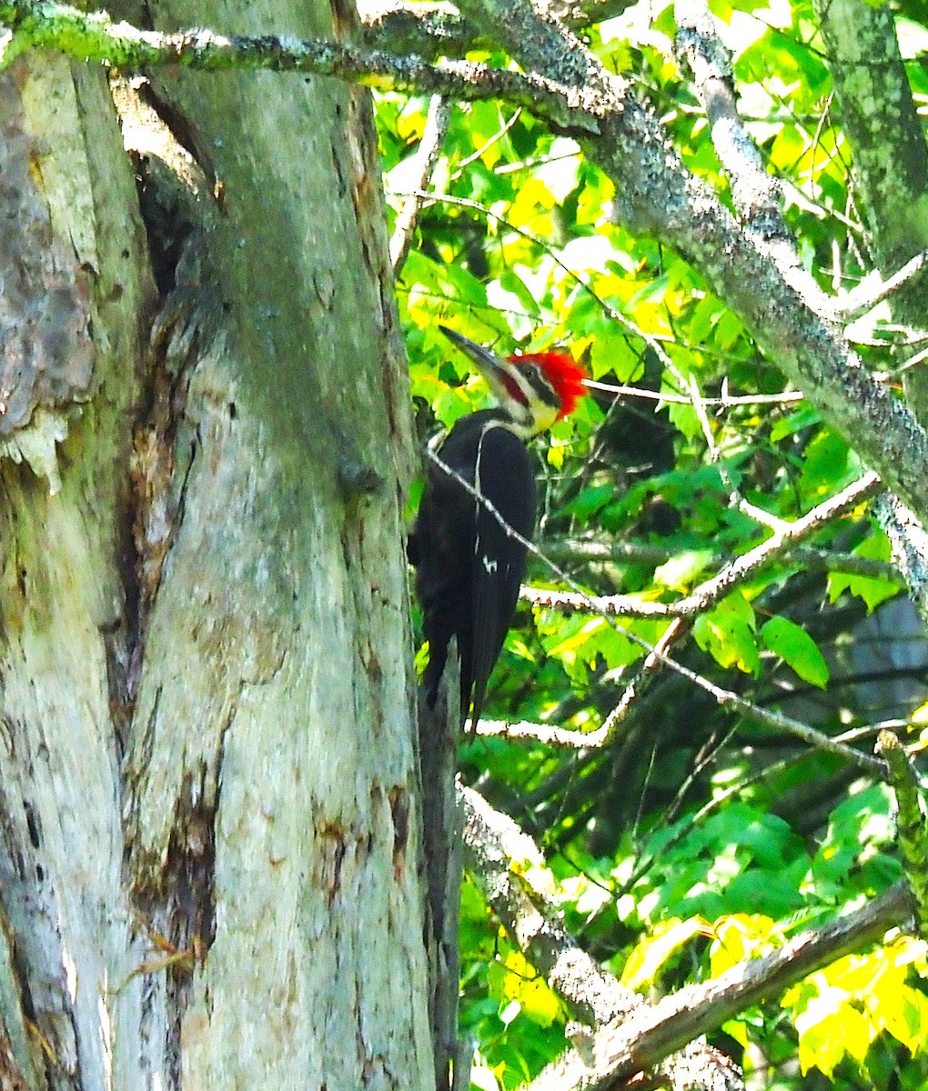 Pileated Woodpecker - ML638723372