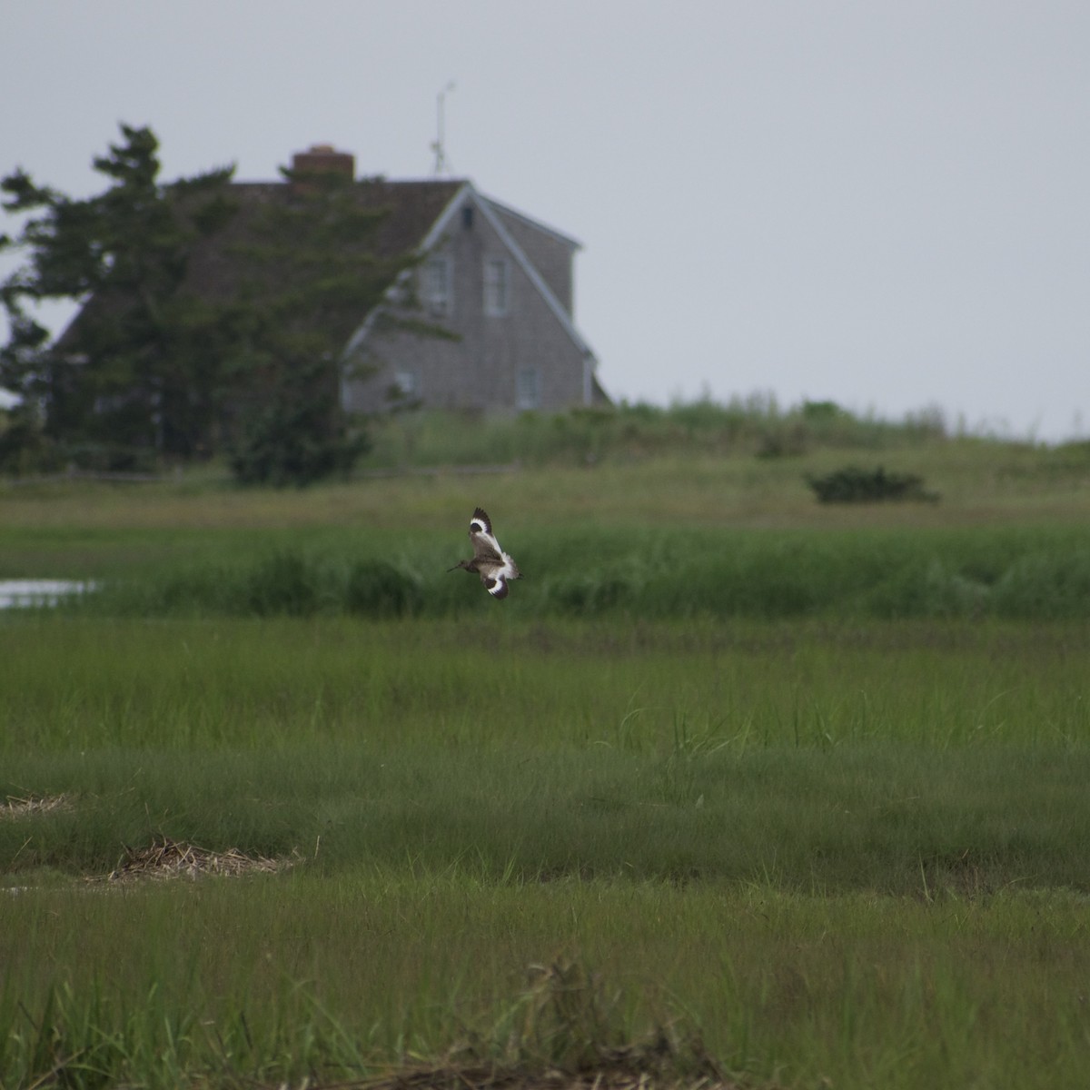 vodouš břehoušovitý - ML638723373