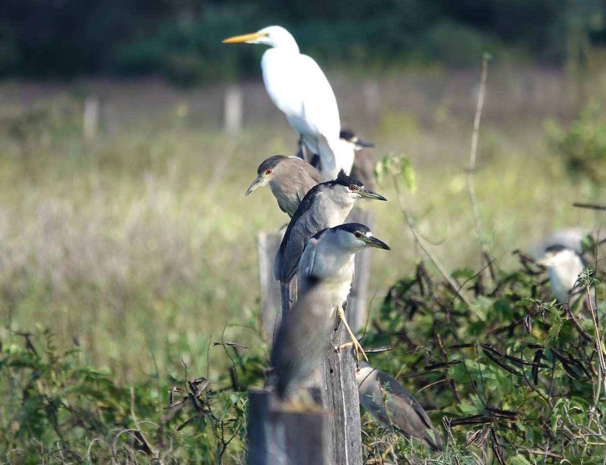Black-crowned Night Heron - ML638723384