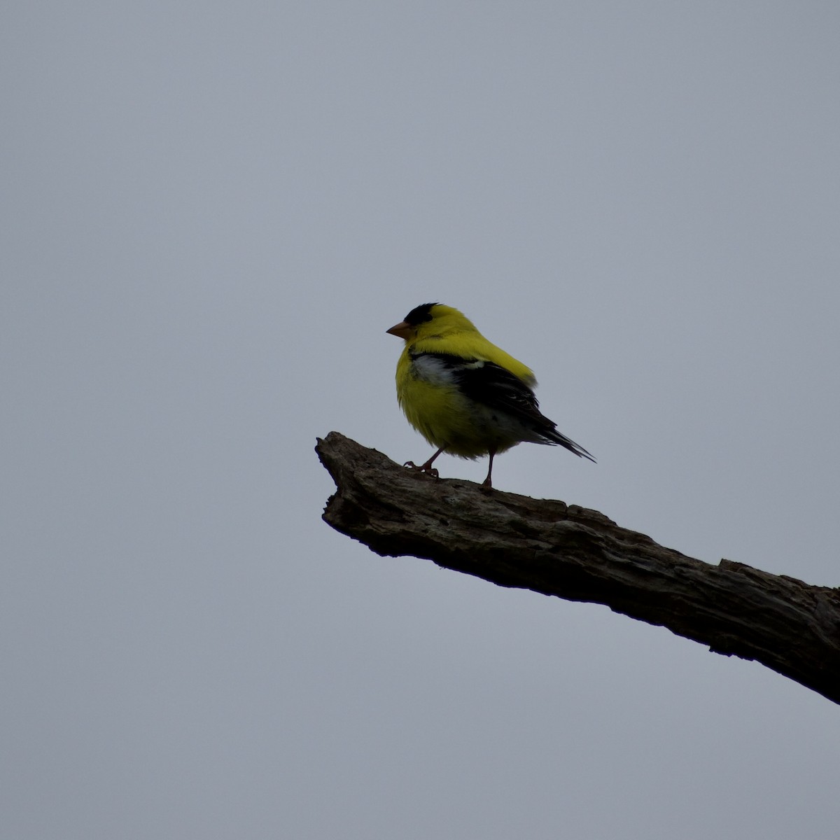 čížek žlutý - ML638723389