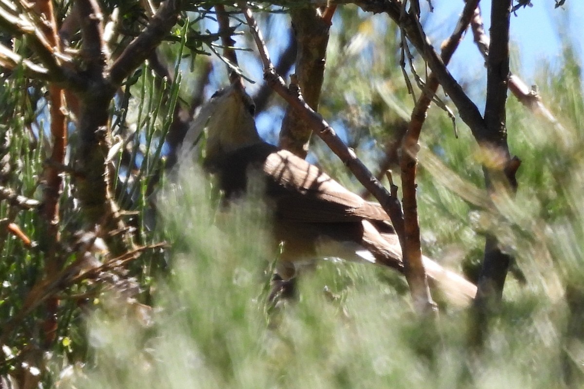 Garden Warbler - ML638723392