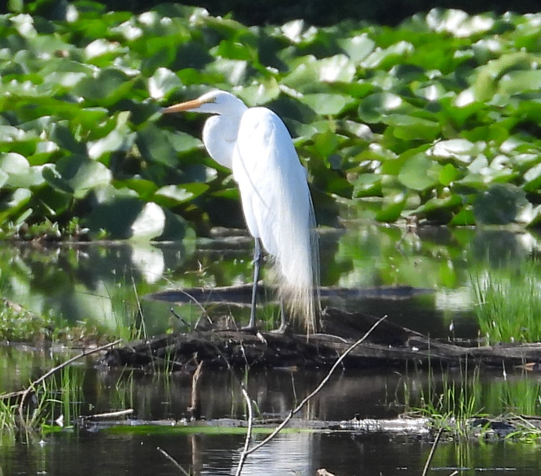 Great Egret (American) - ML638723396