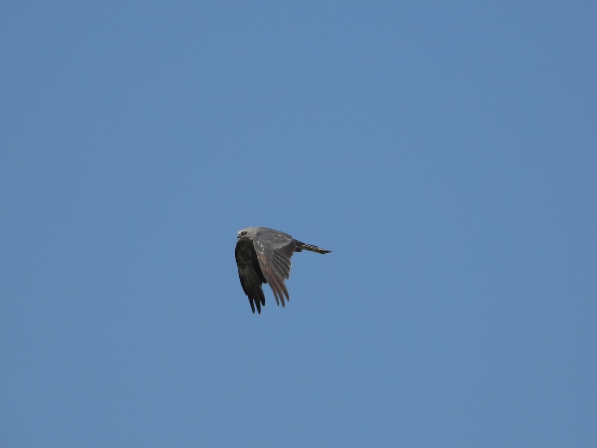 Mississippi Kite - ML638723581