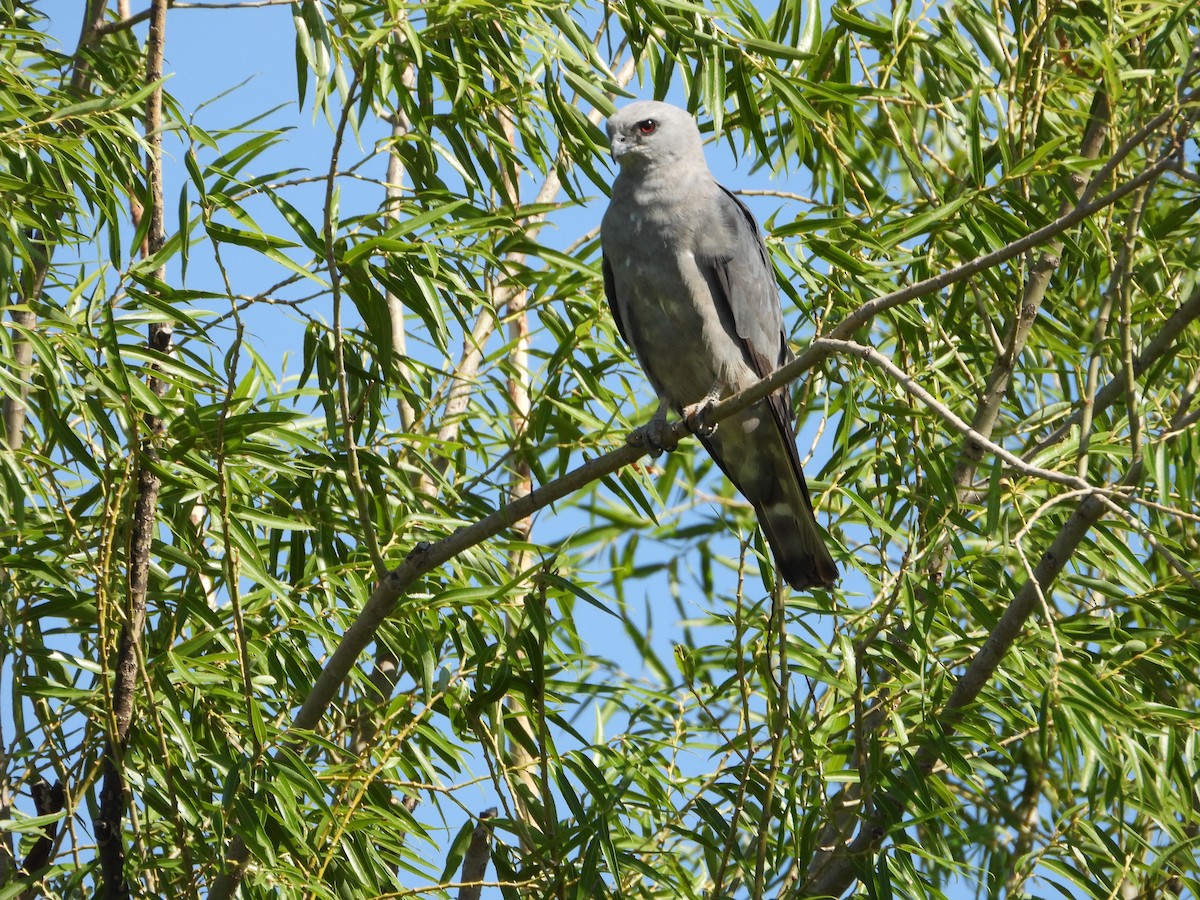 Mississippi Kite - ML638723582