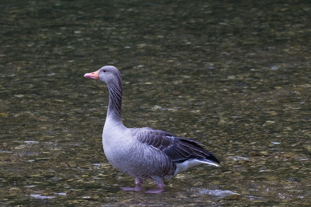 Graylag Goose - ML638723591