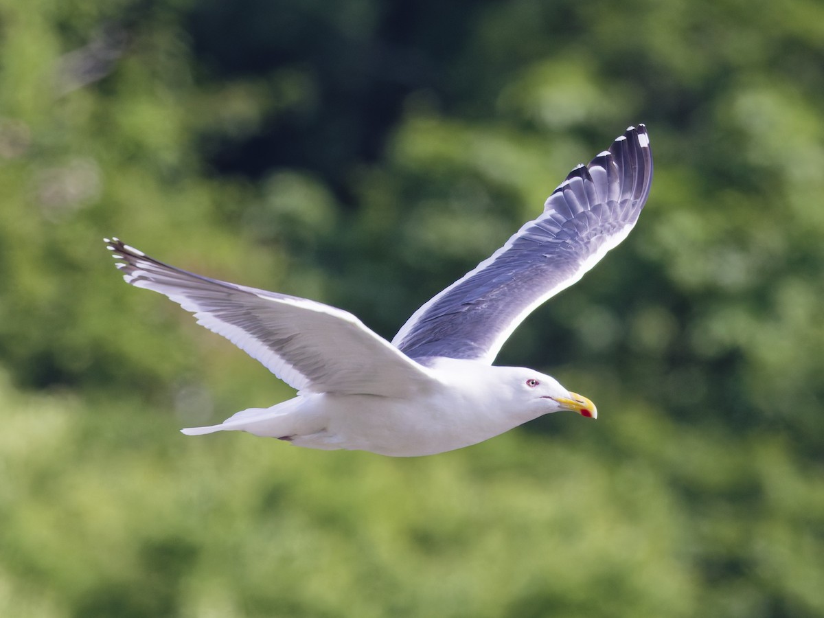 Slaty-backed Gull - ML638723595