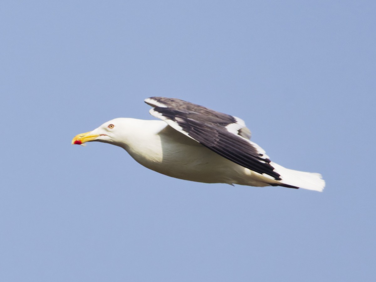 Slaty-backed Gull - ML638723597