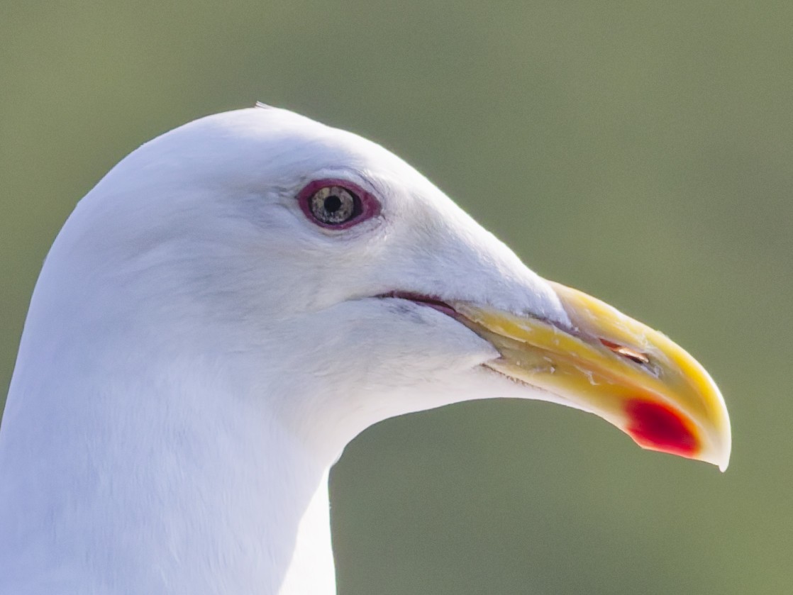 Slaty-backed Gull - ML638723598
