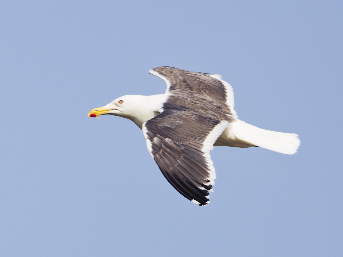 Slaty-backed Gull - ML638723599