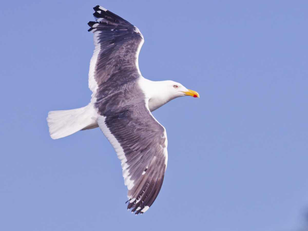 Slaty-backed Gull - ML638723600