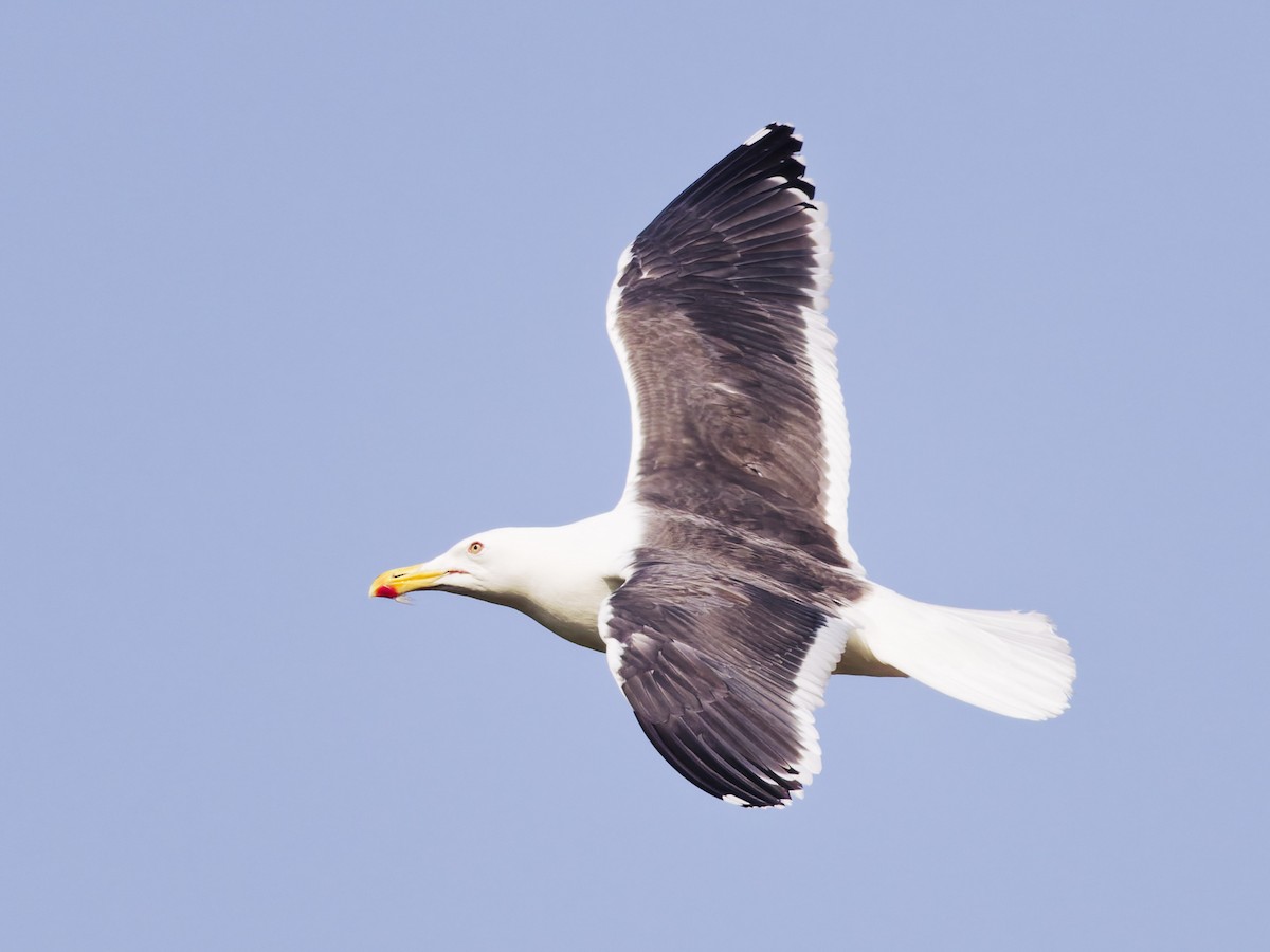Slaty-backed Gull - ML638723601
