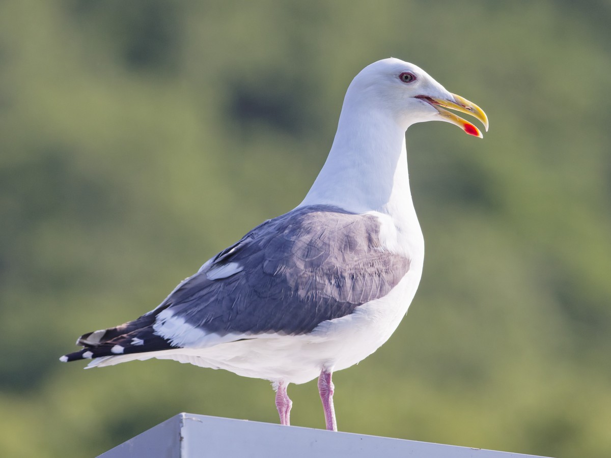 Slaty-backed Gull - ML638723602