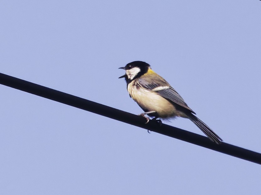 Asian Tit (Japanese) - ML638723610