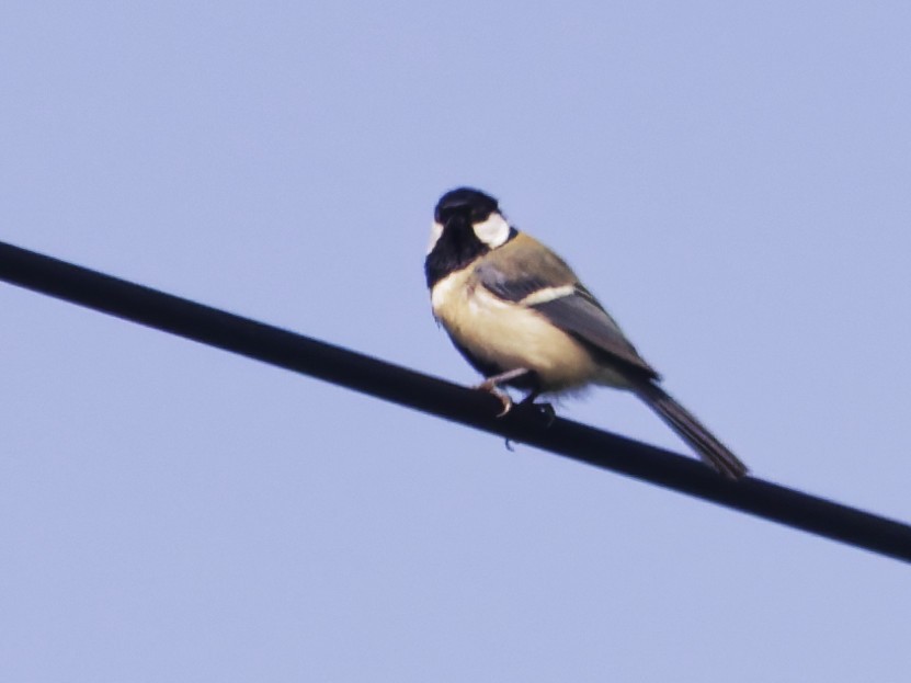 Asian Tit (Japanese) - ML638723611