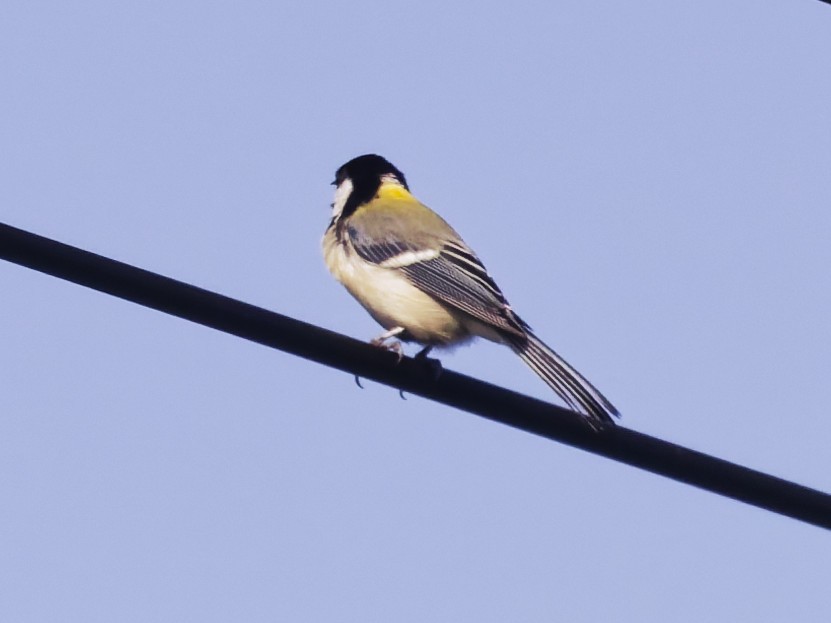 Asian Tit (Japanese) - ML638723612
