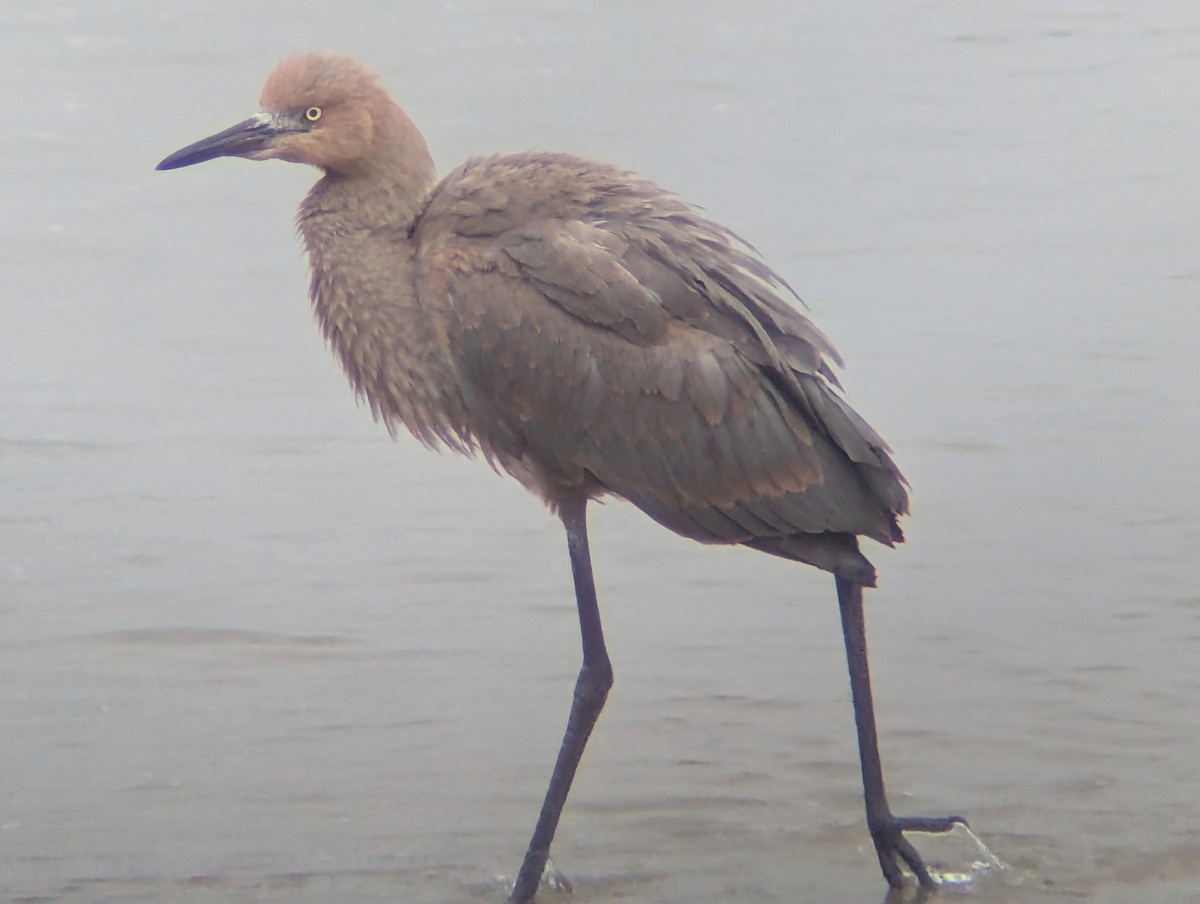 Reddish Egret - ML638723614