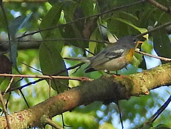Northern Parula - ML638723655