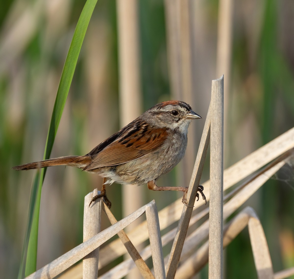 Swamp Sparrow - ML638723667