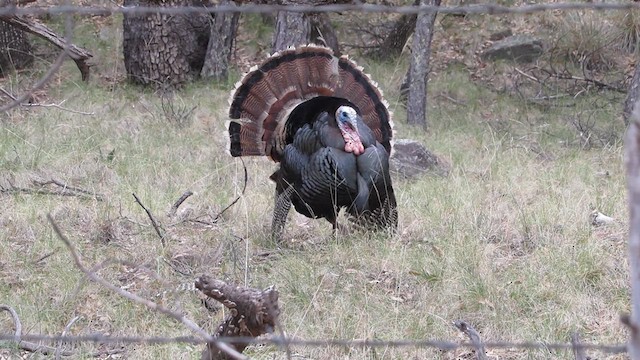Wild Turkey - ML638723689