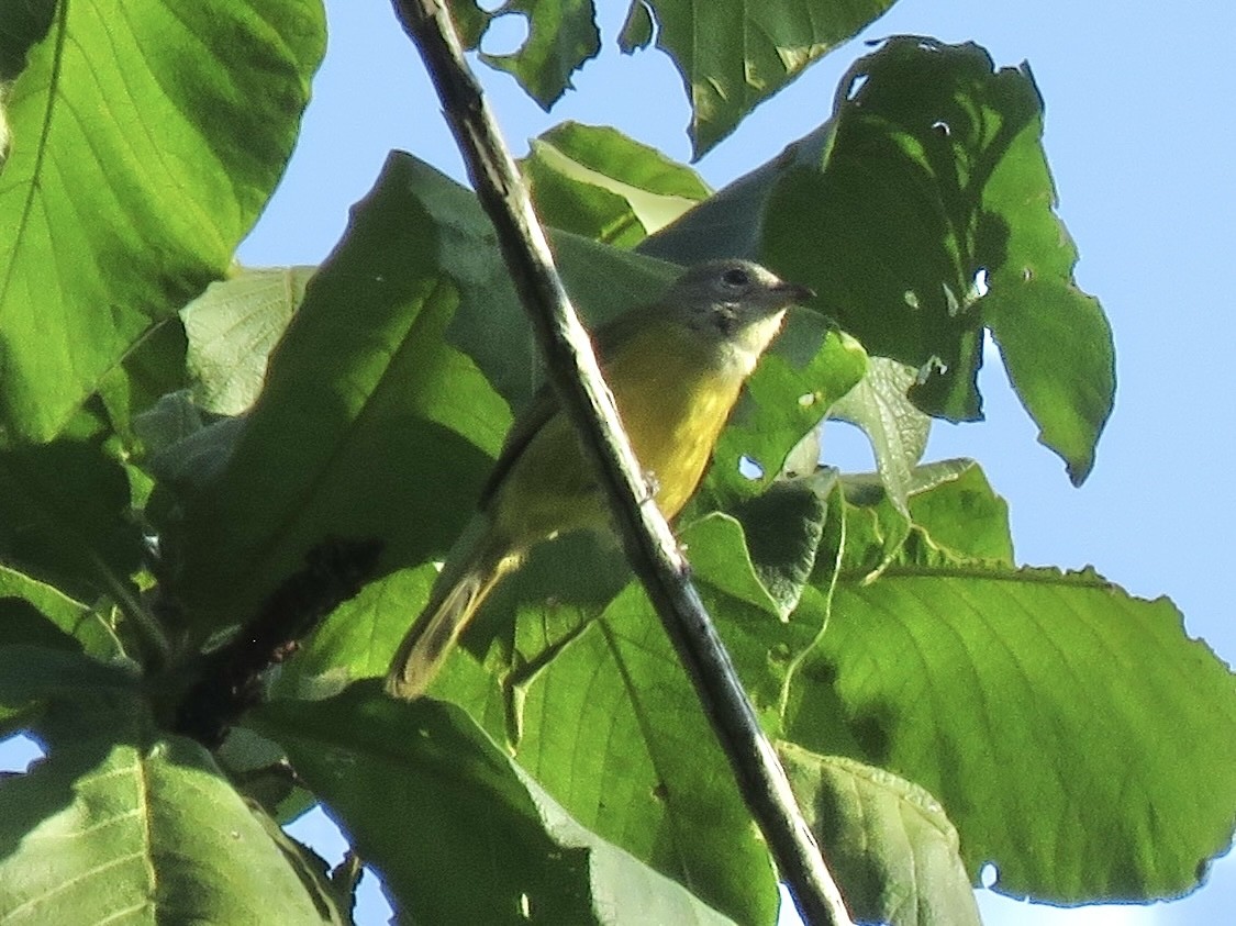 White-shouldered Tanager - ML638723692